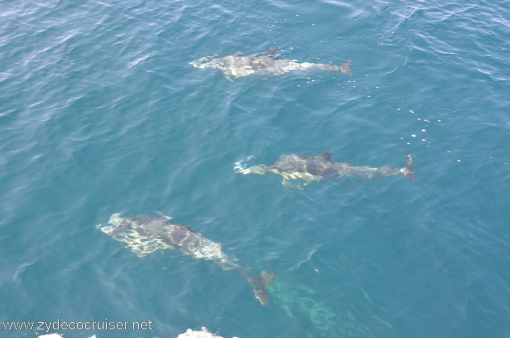 012: Island Packers, Ventura, CA, Whale Watching, Common Dolphins