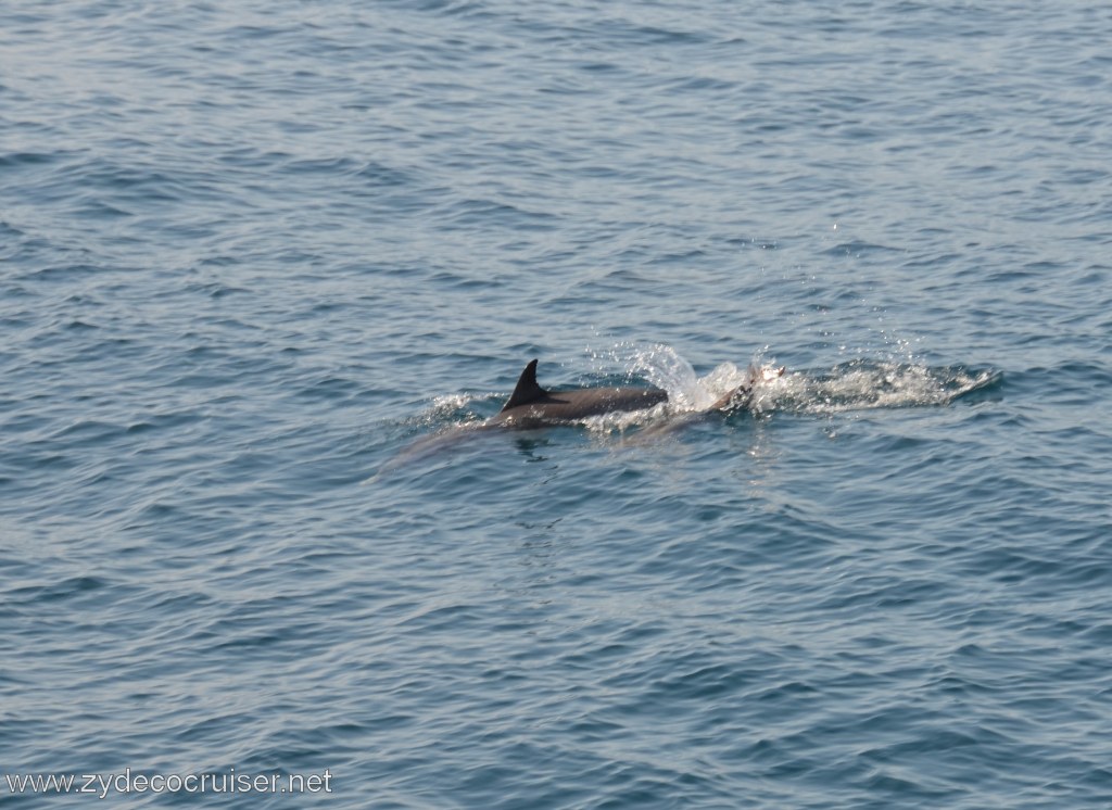 013: Island Packers, Ventura, CA, Whale Watching, Common Dolphin