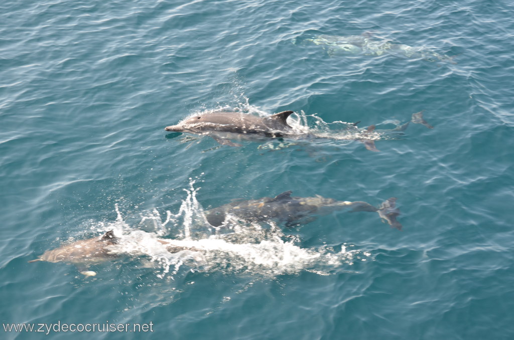 015: Island Packers, Ventura, CA, Whale Watching, Common Dolphins