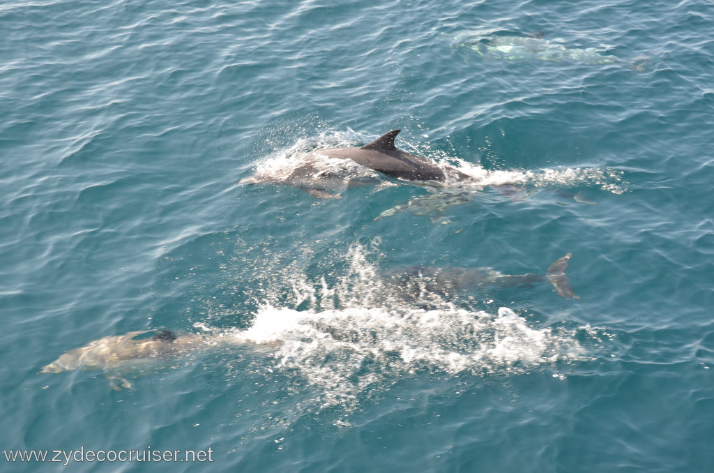 016: Island Packers, Ventura, CA, Whale Watching, Common Dolphins