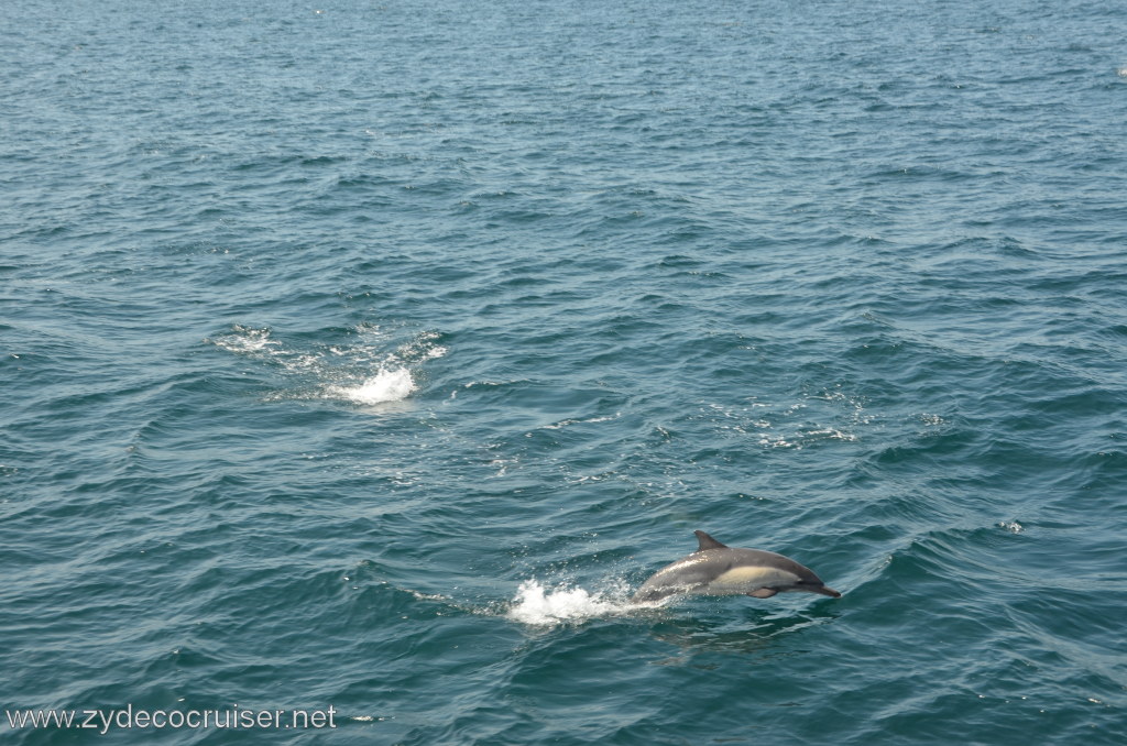 018: Island Packers, Ventura, CA, Whale Watching, Common Dolphins
