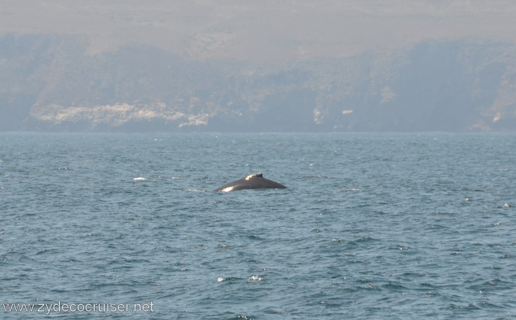019: Island Packers, Ventura, CA, Whale Watching, Humpback Whale