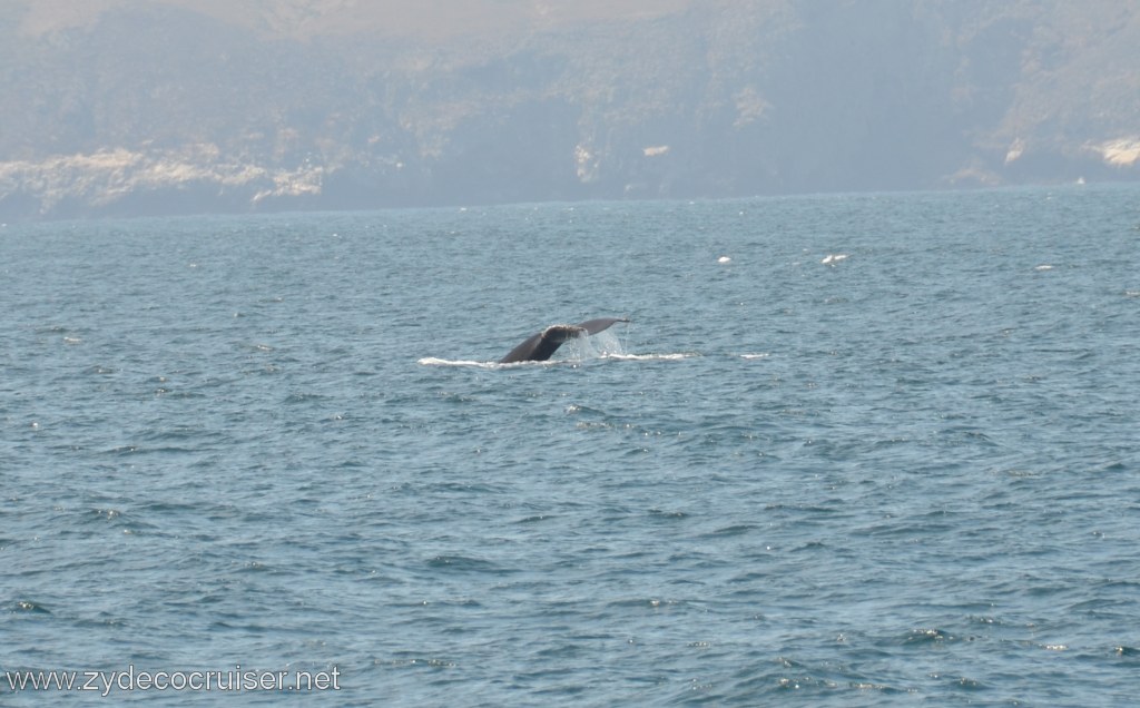 020: Island Packers, Ventura, CA, Whale Watching, Humpback Whale, Fluke