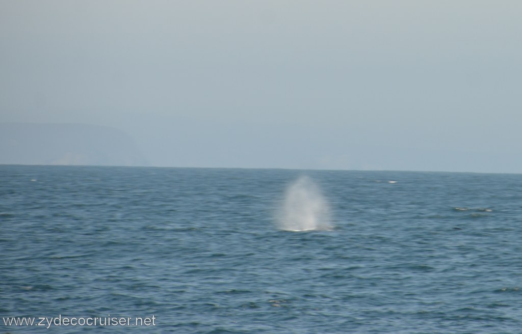 022: Island Packers, Ventura, CA, Whale Watching, Whale spout