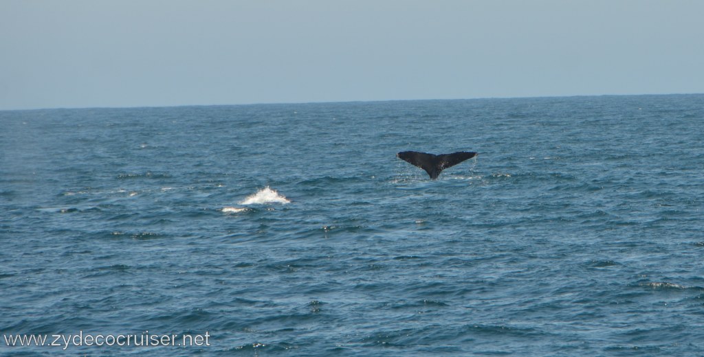 023: Island Packers, Ventura, CA, Whale Watching, Humpback Whale Fluke
