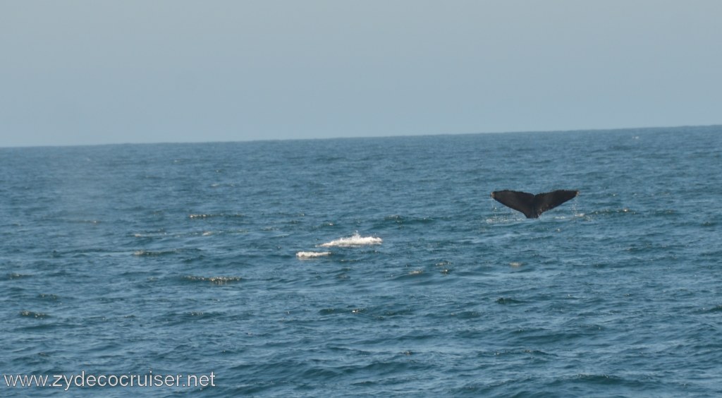 024: Island Packers, Ventura, CA, Whale Watching, Humpback Whale Fluke