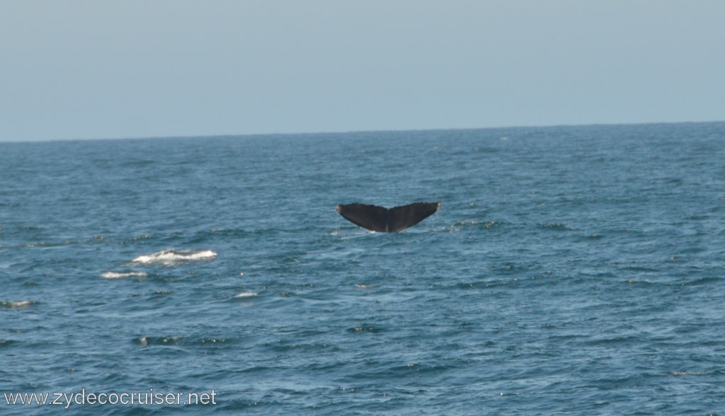 025: Island Packers, Ventura, CA, Whale Watching, Humpback Whale Fluke