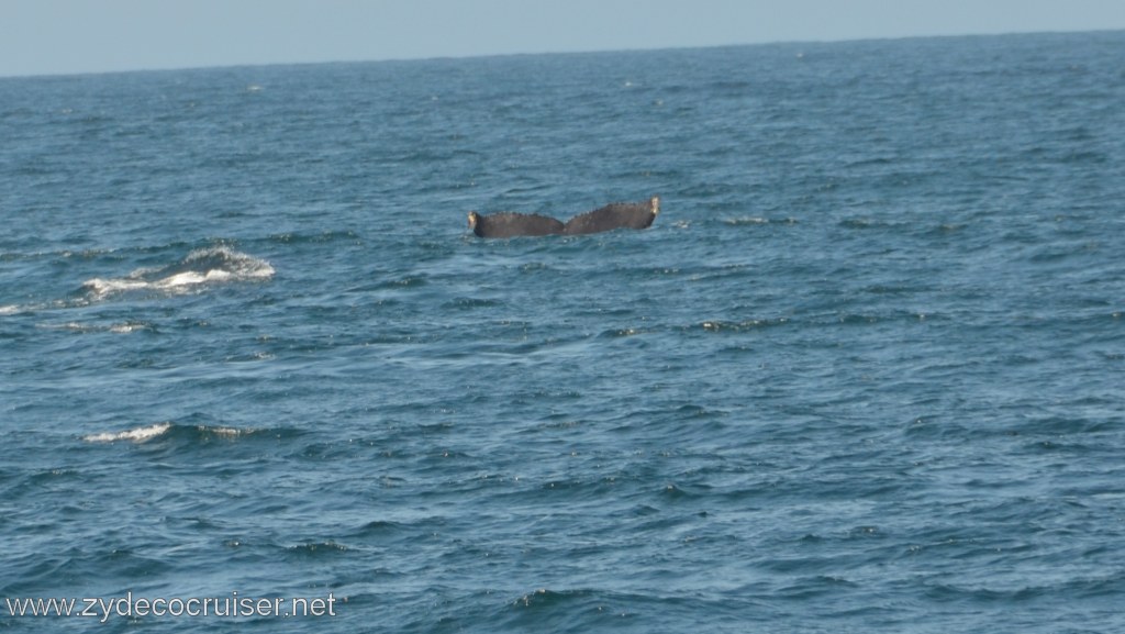 026: Island Packers, Ventura, CA, Whale Watching, Humpback Whale Fluke