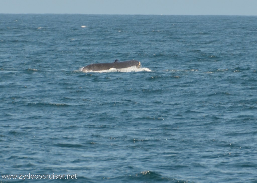027: Island Packers, Ventura, CA, Whale Watching, Humpback Whale Fluke