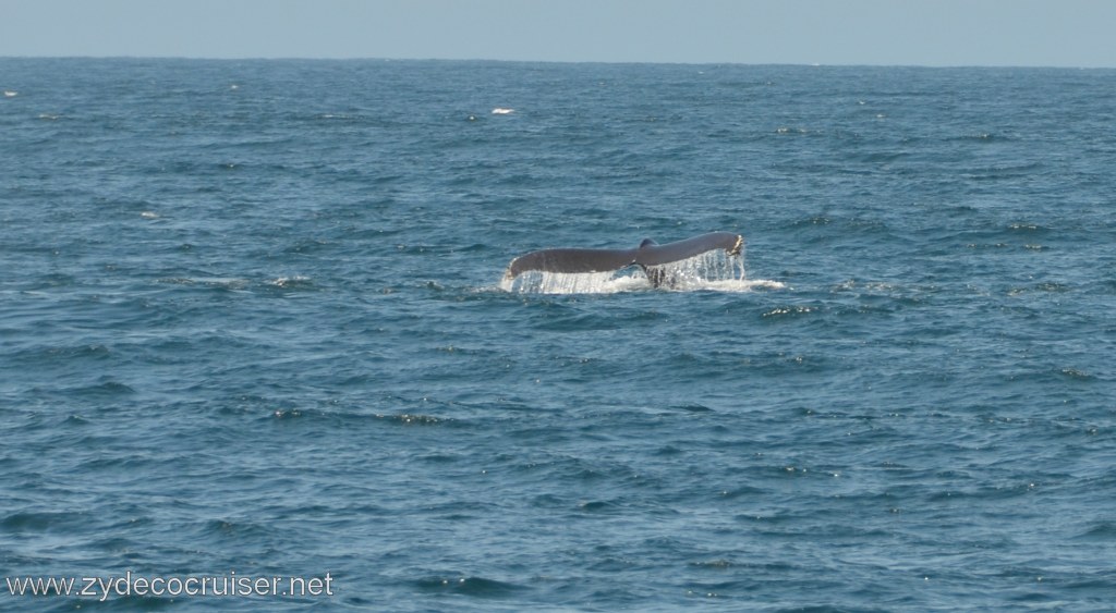 028: Island Packers, Ventura, CA, Whale Watching, Humpback Whale Fluke