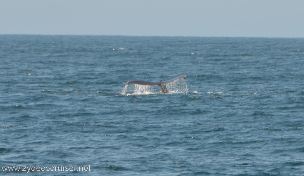 029: Island Packers, Ventura, CA, Whale Watching, Humpback Whale Fluke