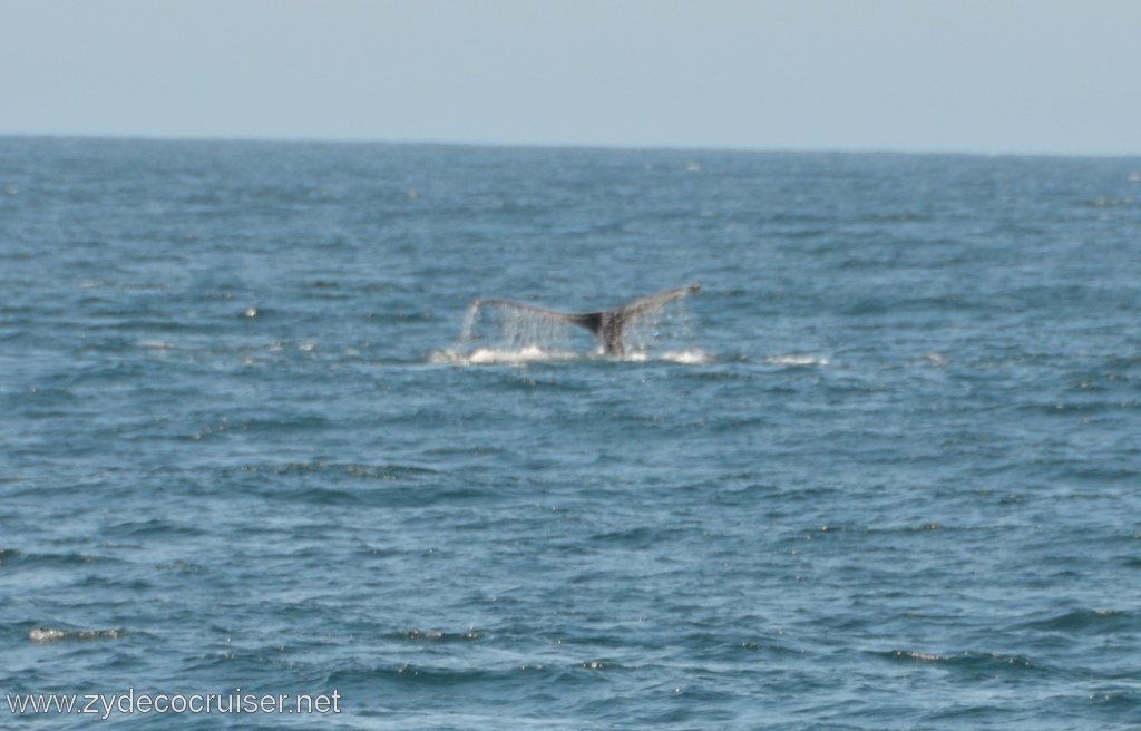 030: Island Packers, Ventura, CA, Whale Watching, Humpback Whale Fluke