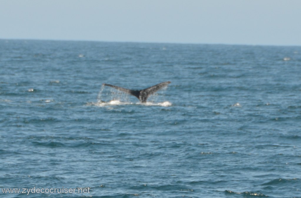 031: Island Packers, Ventura, CA, Whale Watching, Humpback Whale Fluke
