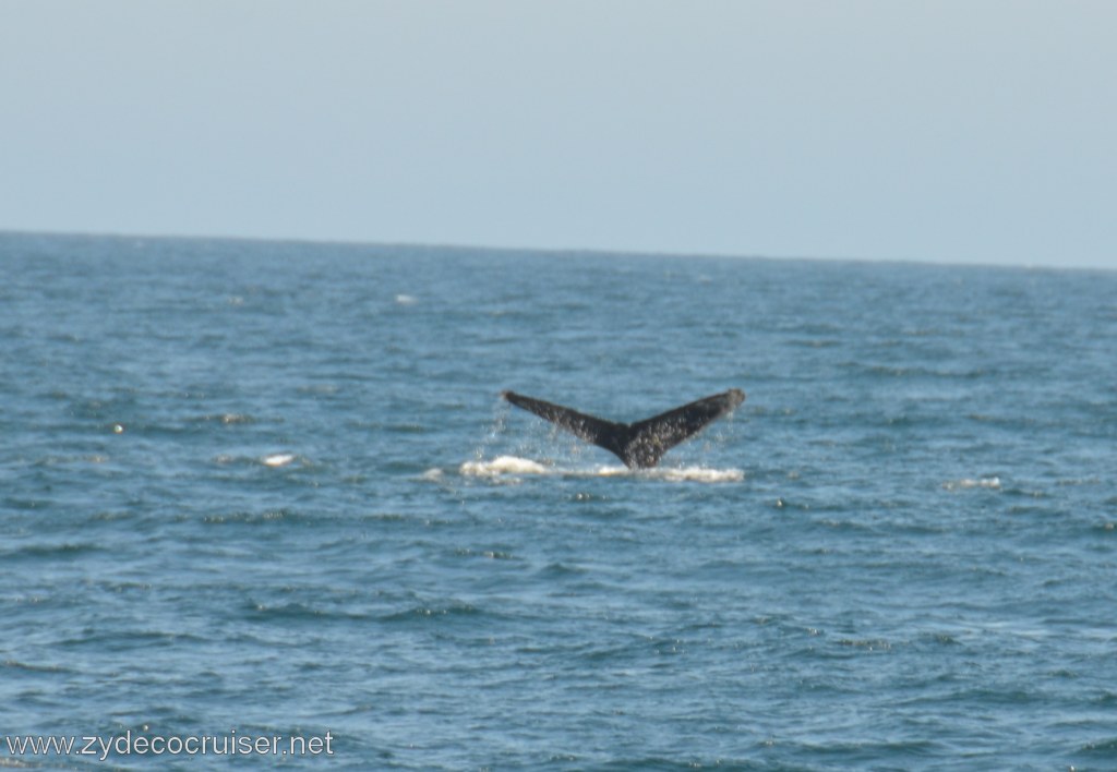 032: Island Packers, Ventura, CA, Whale Watching, Humpback Whale Fluke