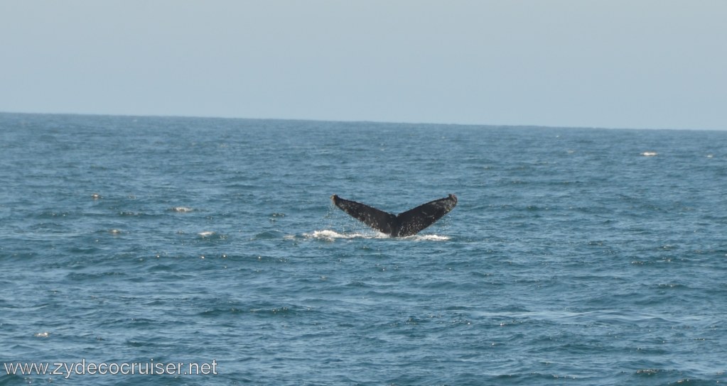 033: Island Packers, Ventura, CA, Whale Watching, Humpback Whale Fluke