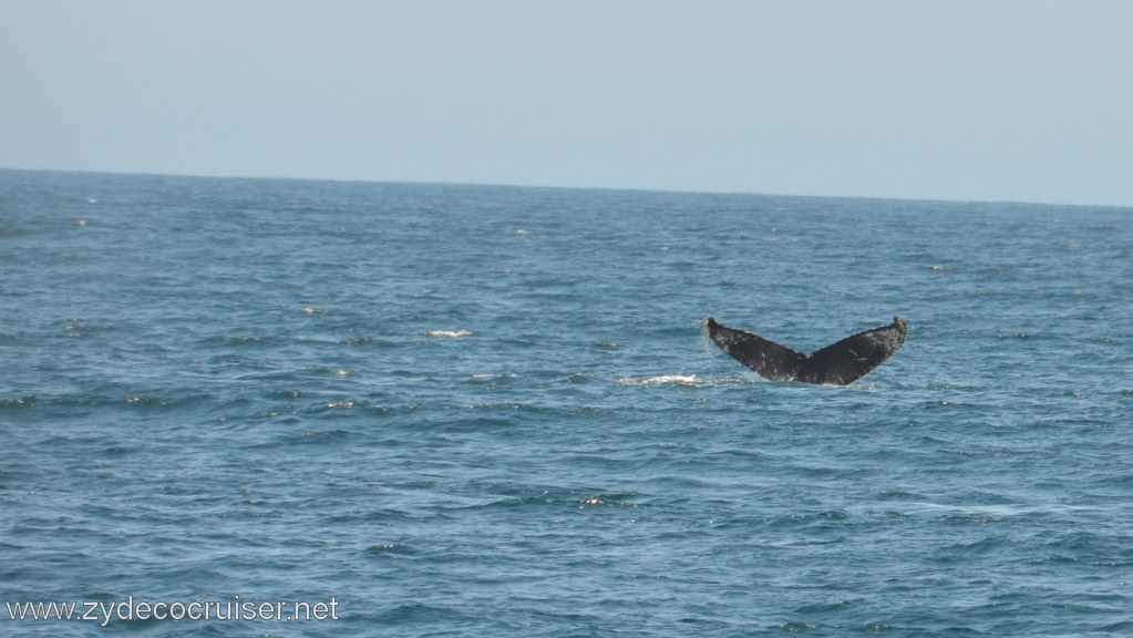 034: Island Packers, Ventura, CA, Whale Watching, Humpback Whale Fluke
