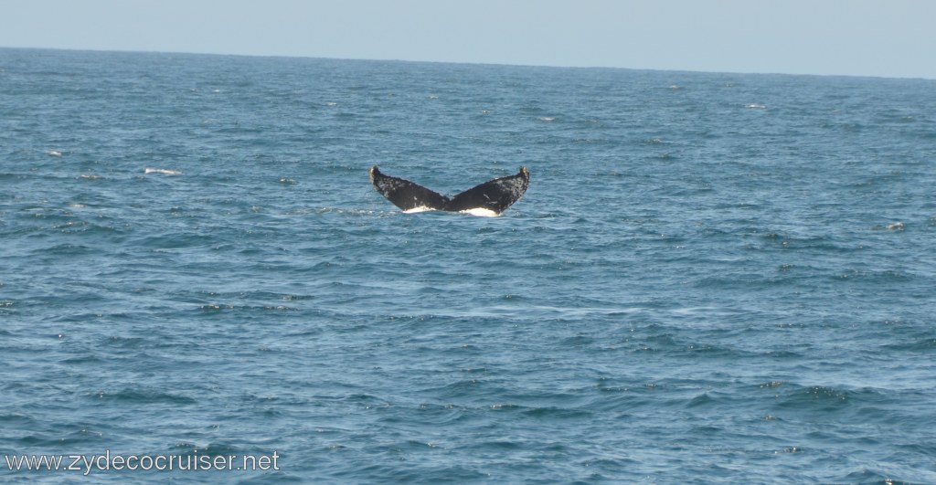 035: Island Packers, Ventura, CA, Whale Watching, Humpback Whale Fluke