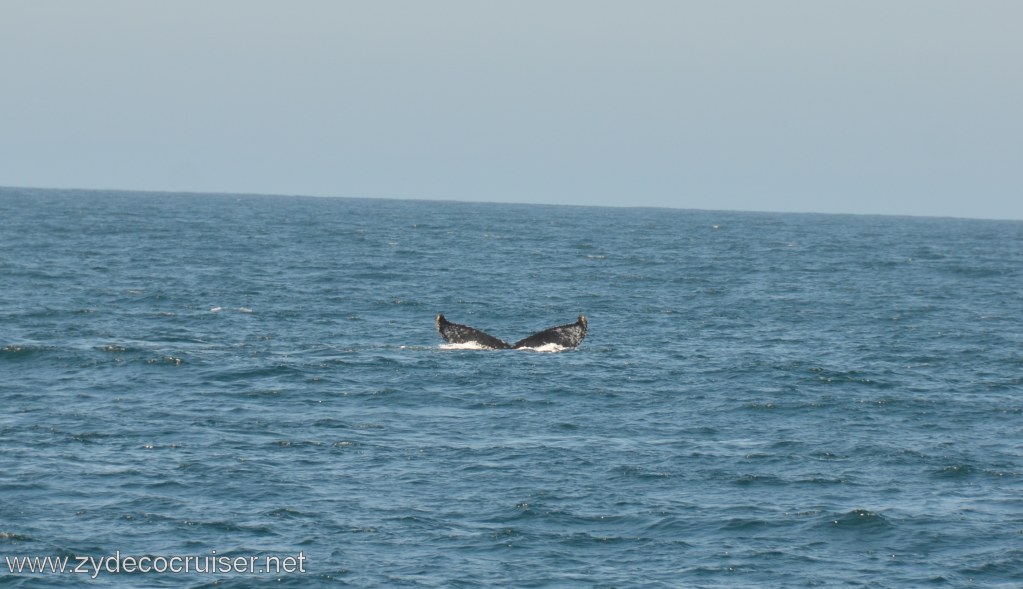 036: Island Packers, Ventura, CA, Whale Watching, Humpback Whale Fluke