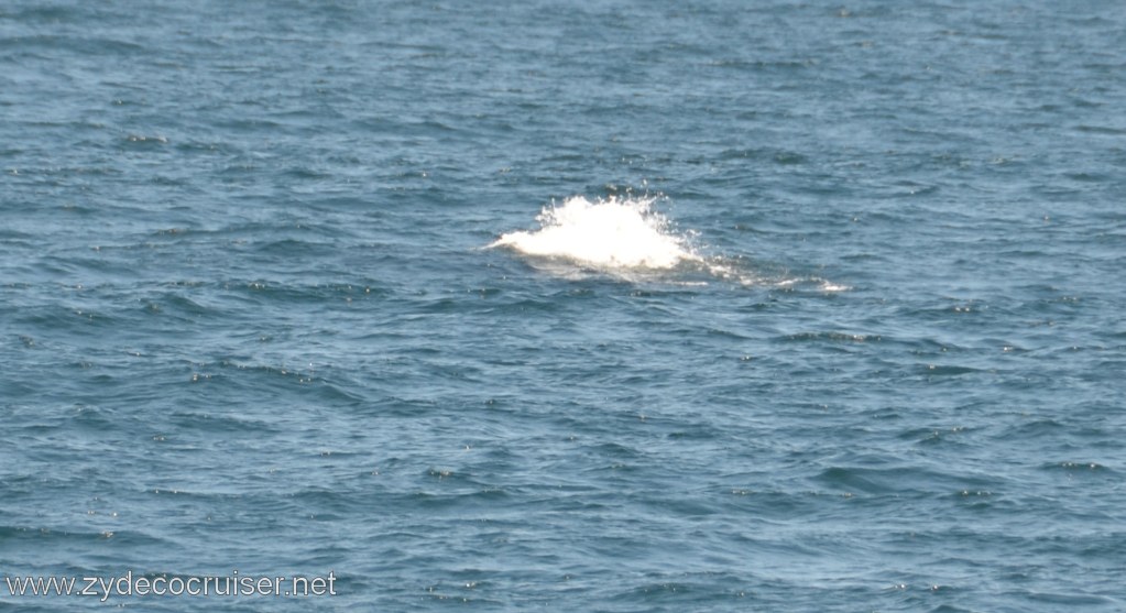037: Island Packers, Ventura, CA, Whale Watching, 