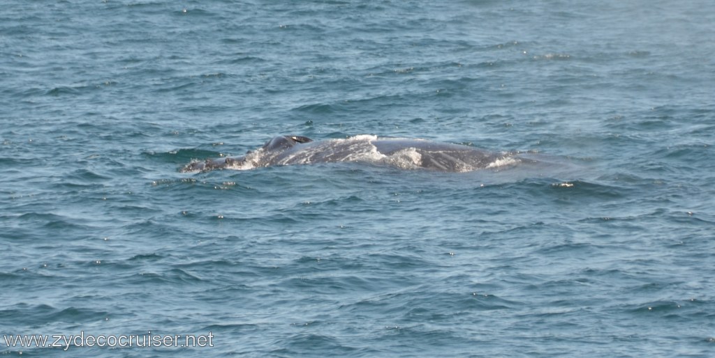 038: Island Packers, Ventura, CA, Whale Watching, Humpback Whale