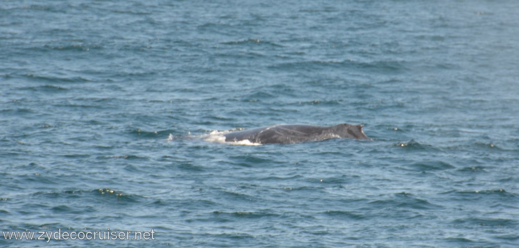 039: Island Packers, Ventura, CA, Whale Watching, Humpback Whale