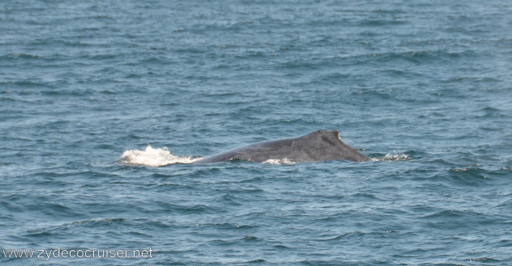 040: Island Packers, Ventura, CA, Whale Watching, Humpback Whale
