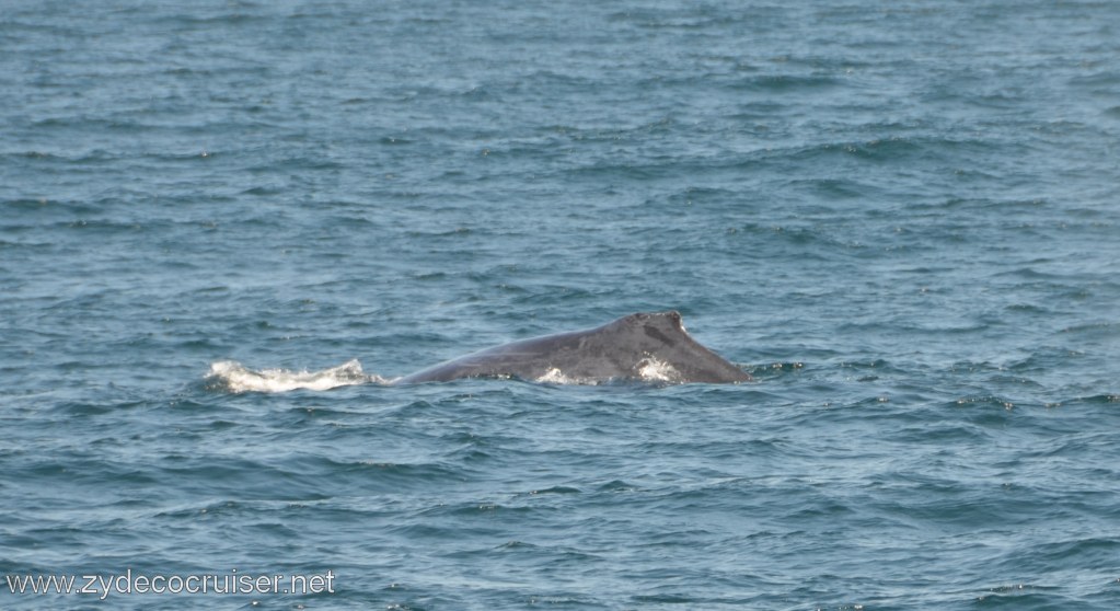 041: Island Packers, Ventura, CA, Whale Watching, Humpback Whale