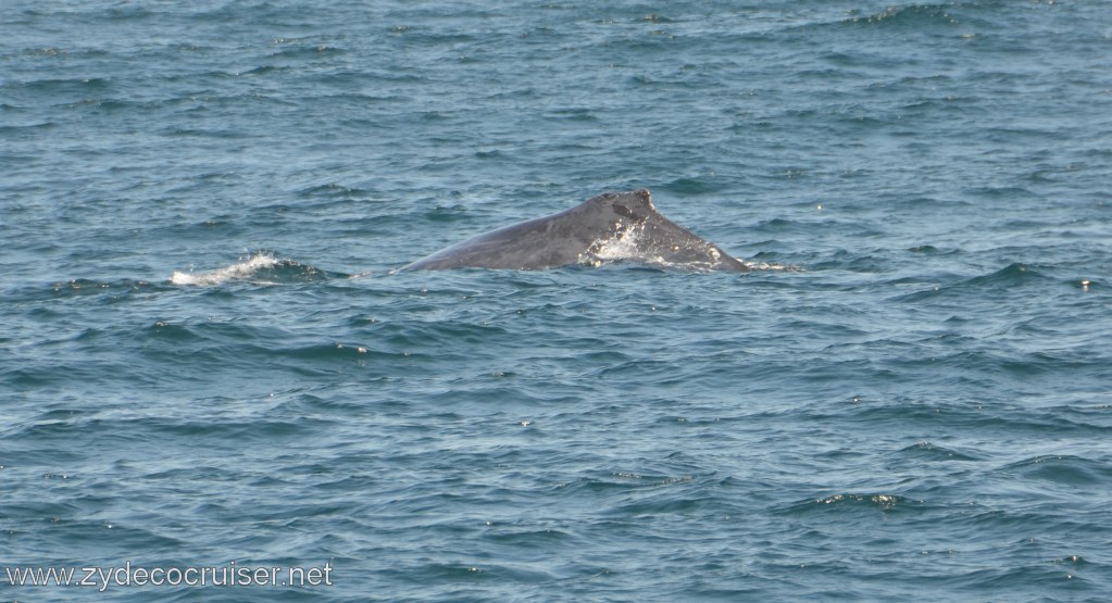 042: Island Packers, Ventura, CA, Whale Watching, Humpback Whale
