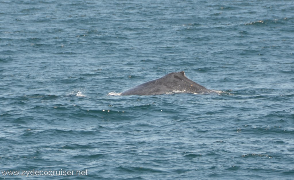 043: Island Packers, Ventura, CA, Whale Watching, Humpback Whale