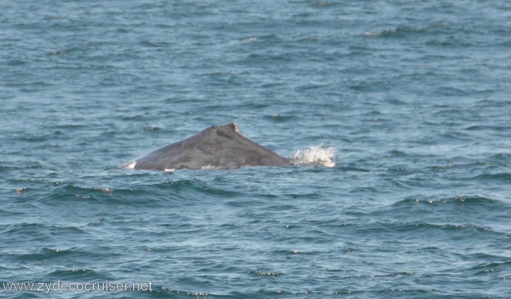 044: Island Packers, Ventura, CA, Whale Watching, Humpback Whale
