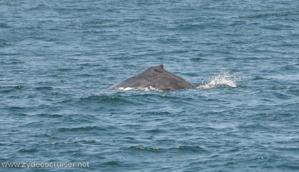 045: Island Packers, Ventura, CA, Whale Watching, Humpback Whale