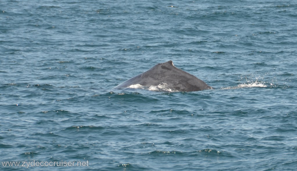 046: Island Packers, Ventura, CA, Whale Watching, Humpback Whale