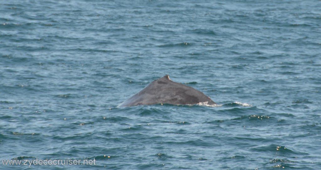 047: Island Packers, Ventura, CA, Whale Watching, Humpback Whale
