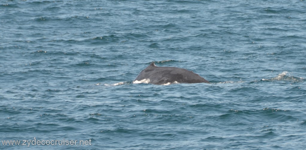 048: Island Packers, Ventura, CA, Whale Watching, Humpback Whale