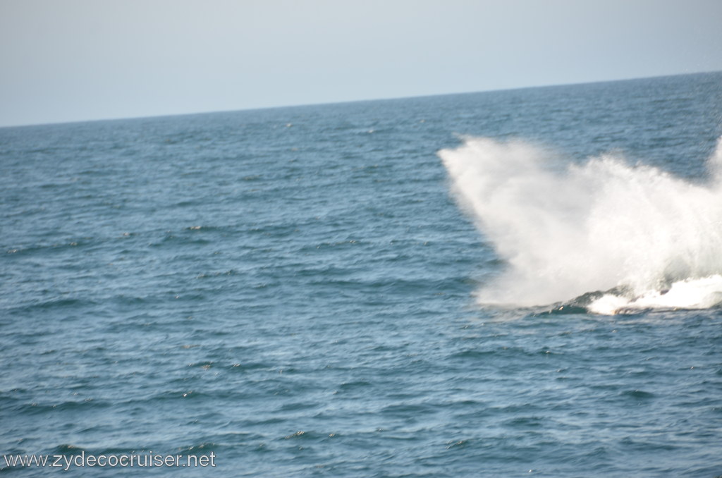 049: Island Packers, Ventura, CA, Whale Watching, Humpback Whale