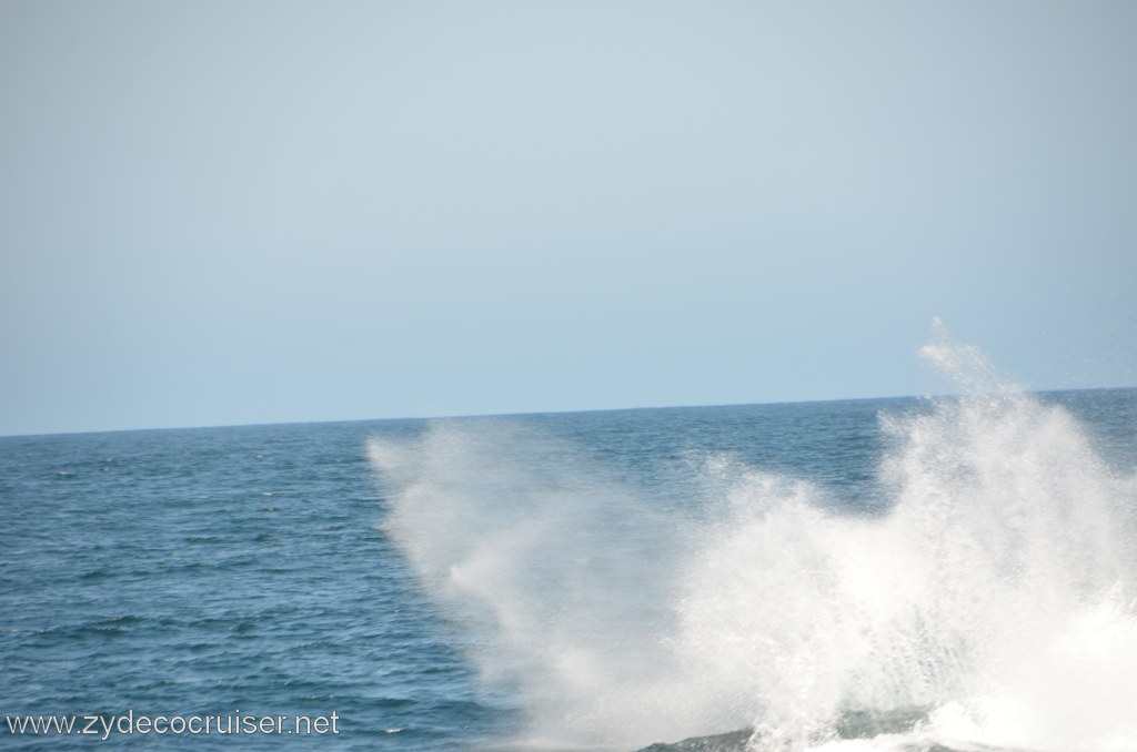 050: Island Packers, Ventura, CA, Whale Watching, Humpback Whale Splash