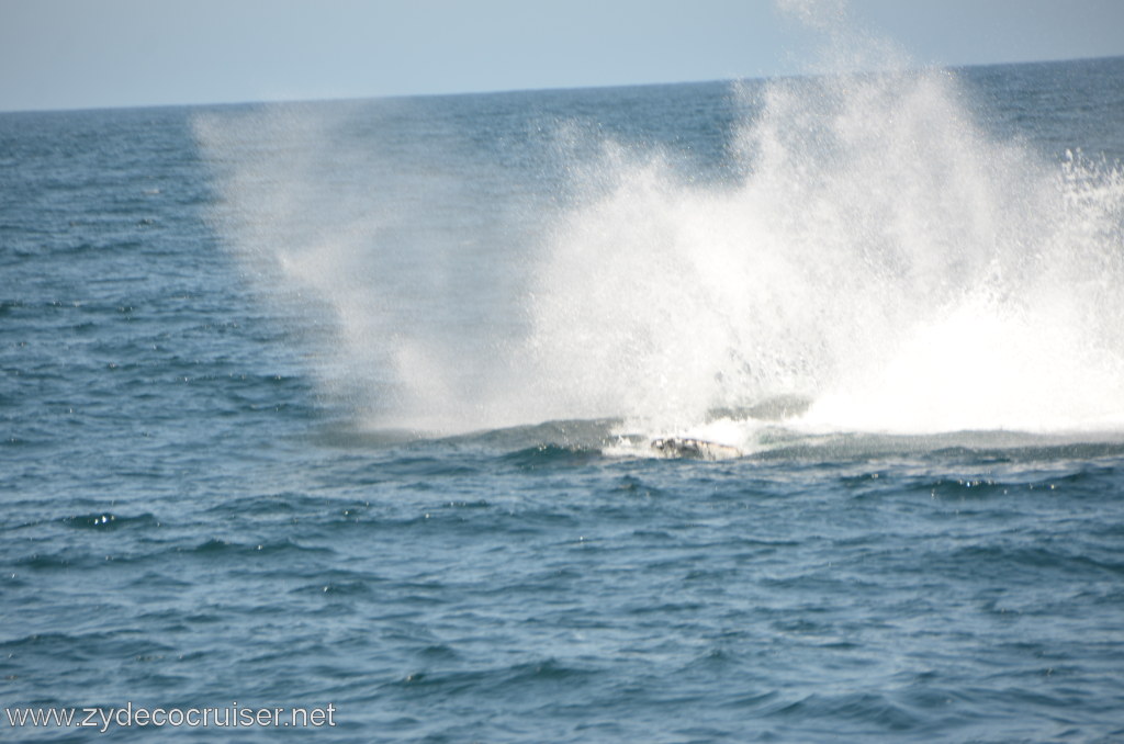 051: Island Packers, Ventura, CA, Whale Watching, Humpback Whale Splash