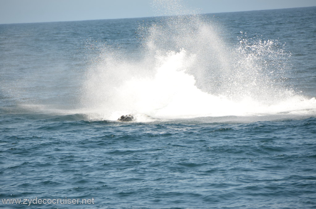 052: Island Packers, Ventura, CA, Whale Watching, Humpback Whale Splash