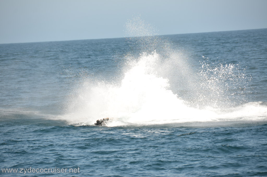 053: Island Packers, Ventura, CA, Whale Watching, Humpback Whale Splash