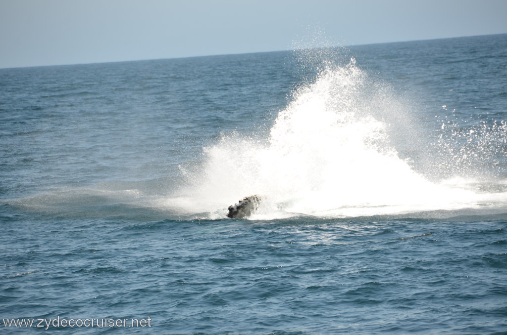 054: Island Packers, Ventura, CA, Whale Watching, Humpback Whale Splash