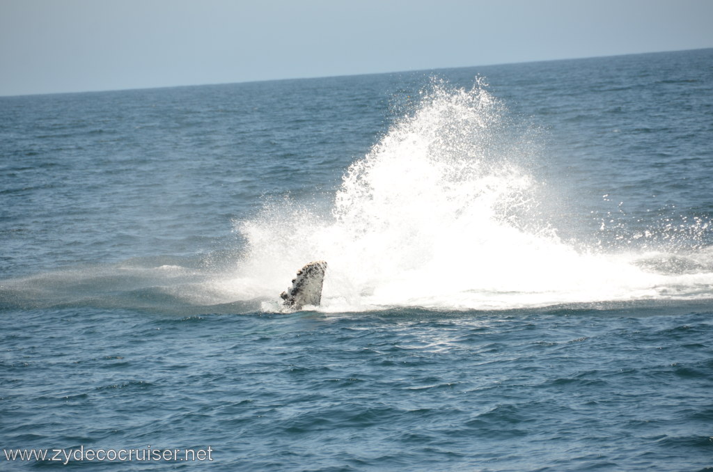 055: Island Packers, Ventura, CA, Whale Watching, Humpback Whale Splash, Pectoral Fin