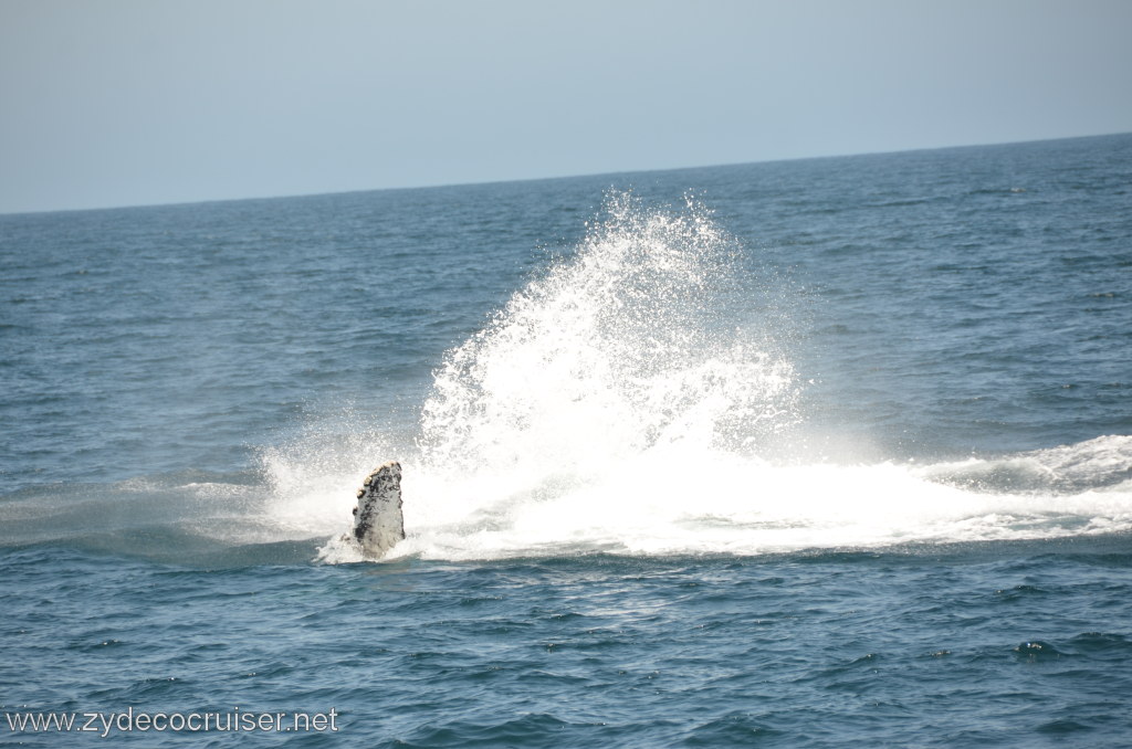 056: Island Packers, Ventura, CA, Whale Watching, Humpback Whale Splash, Pectoral Fin