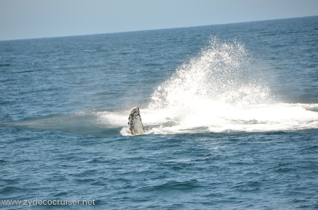 057: Island Packers, Ventura, CA, Whale Watching, Humpback Whale Splash, Pectoral Fin