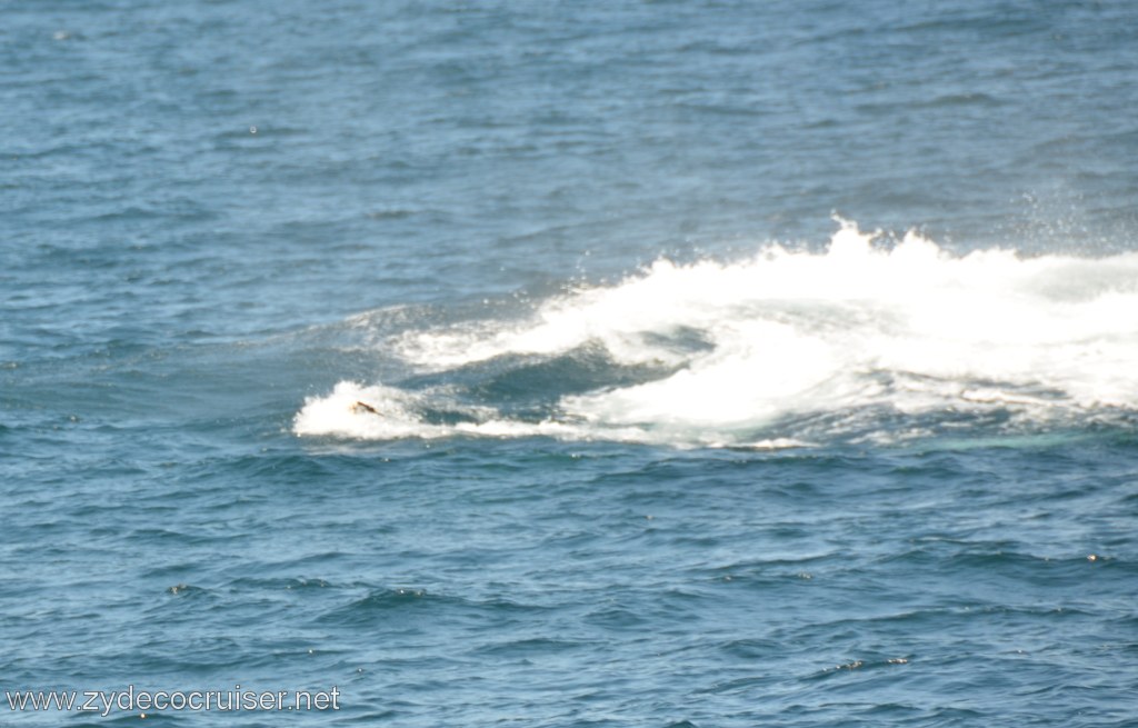 058: Island Packers, Ventura, CA, Whale Watching, Humpback Whale
