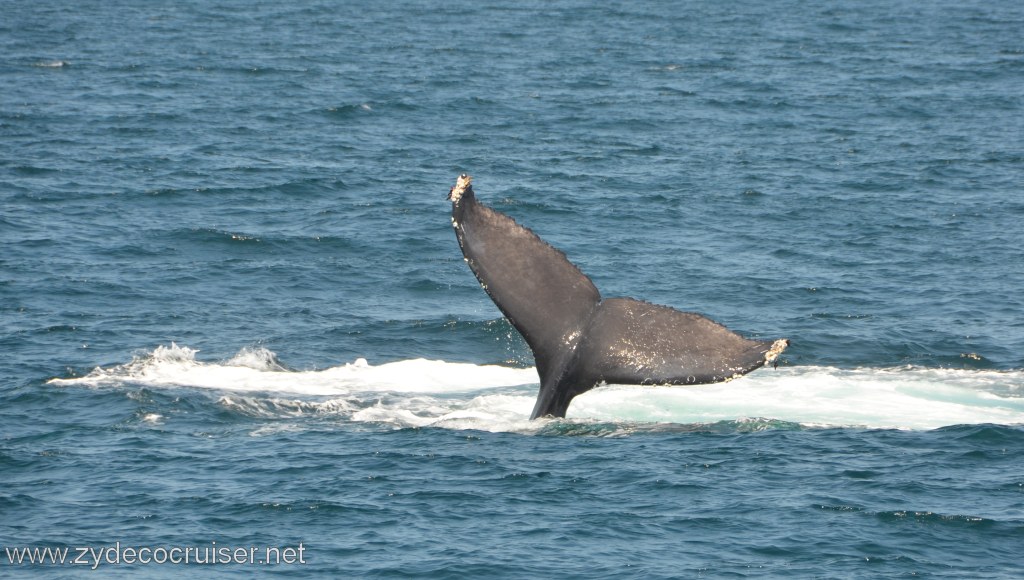 059: Island Packers, Ventura, CA, Whale Watching, Humpback Whale Fluke