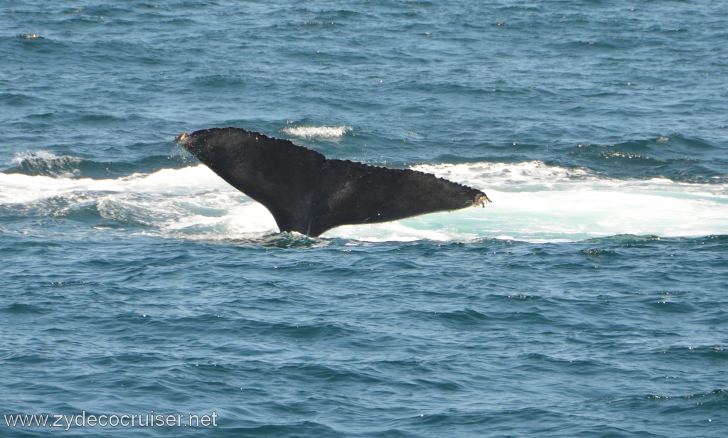 060: Island Packers, Ventura, CA, Whale Watching, Humpback Whale Fluke