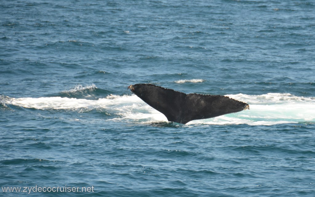 061: Island Packers, Ventura, CA, Whale Watching, Humpback Whale Fluke