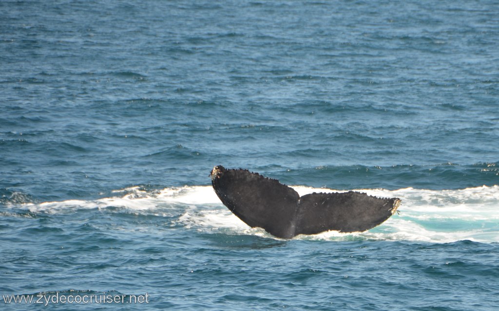 062: Island Packers, Ventura, CA, Whale Watching, Humpback Whale Fluke