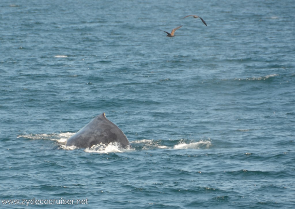 063: Island Packers, Ventura, CA, Whale Watching, Humpback Whale 