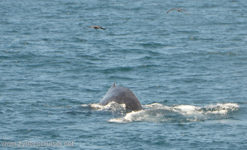 064: Island Packers, Ventura, CA, Whale Watching, Humpback Whale